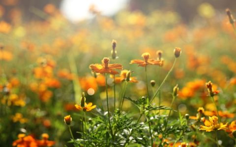 芒种是什么时候几月几日，这个时节该怎么吃才对