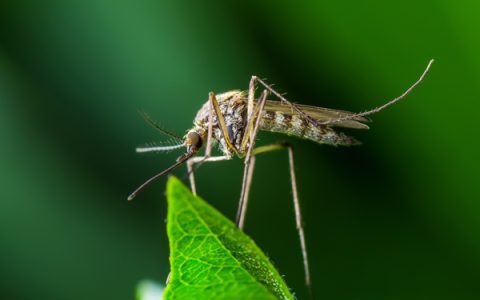 疾控最新提醒:今年蚊子或迎来史诗级加强！这些防护需了解【疾控最新提醒短信】