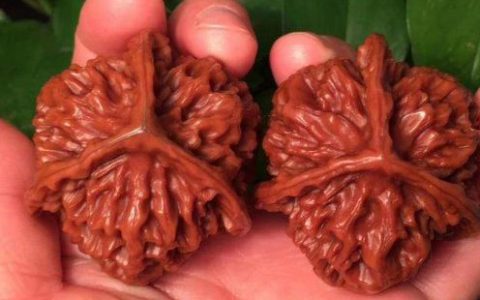 真三棱核桃的气门 真三棱核桃的气门是怎样的