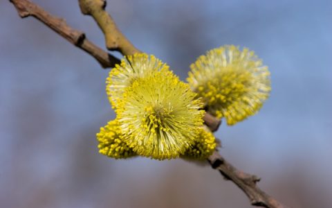白露属于初秋还是深秋，明确白露的季节定位