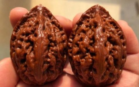 秋子核桃什么型的值钱 值钱的秋子核桃
